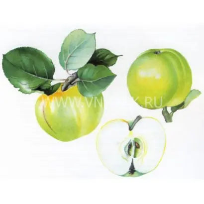 Дочь Антоновки (Снежок)