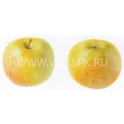 Дочь Коричного