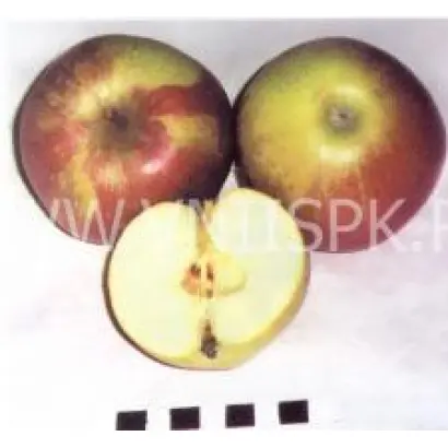 Дочь Мекинтоша