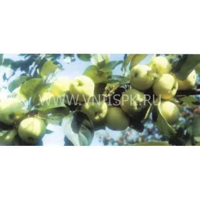 Дочь Папировки