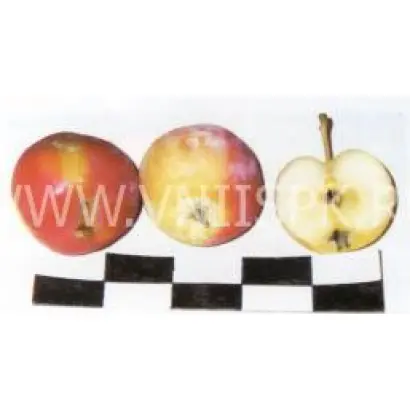 Дочь Пепинчика