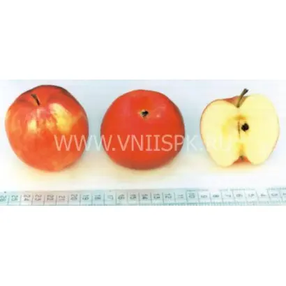 Дружба народов