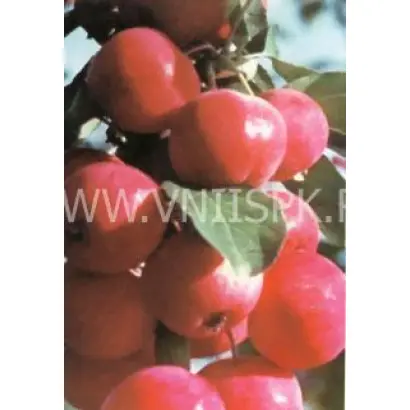 Дубровинка (Юбилейное)