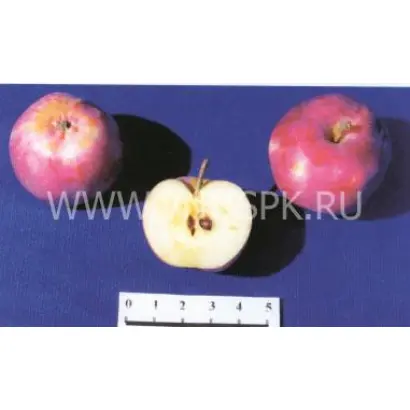 Ефремовское (Ефремовское №1)