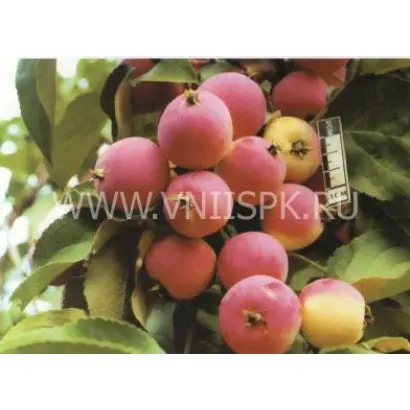 Жебровское