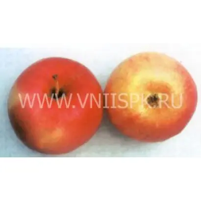 Жигулевское