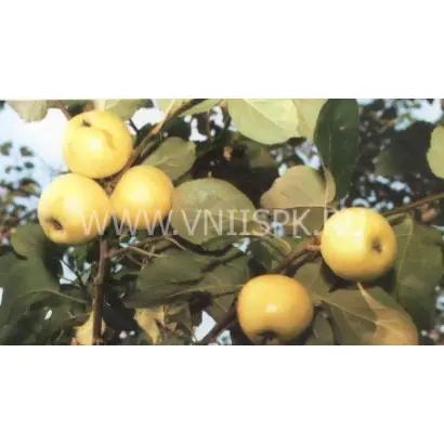 Зеленка сочная