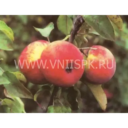 Зимнее полосатое