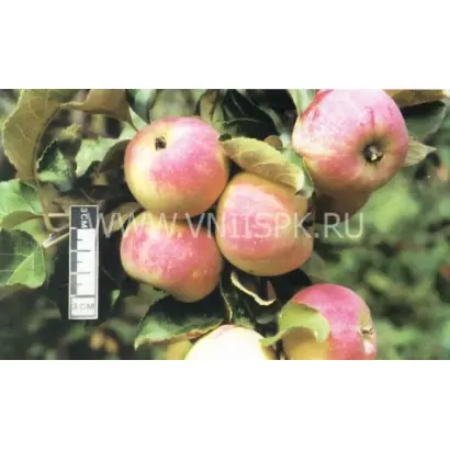 Зимний шафран