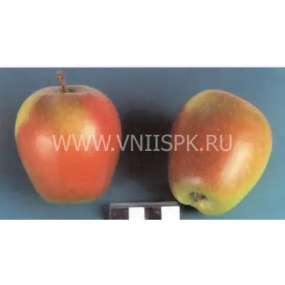 Изумительное (Россошанское вкусное)