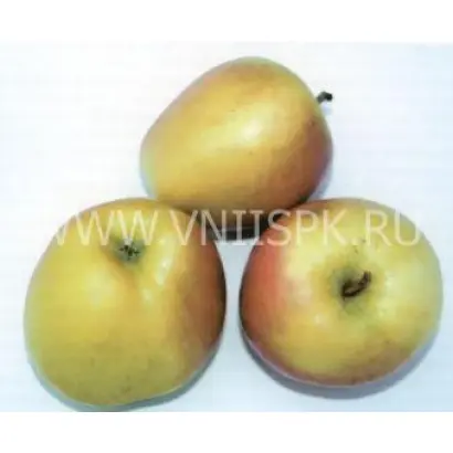 Исетское позднее