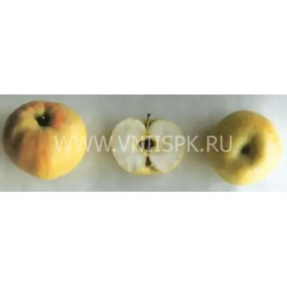 Казанищенское