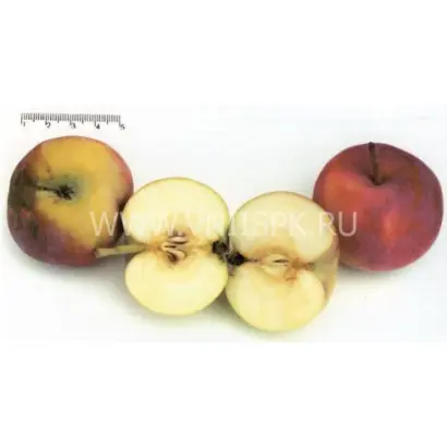 Казачка кубанская