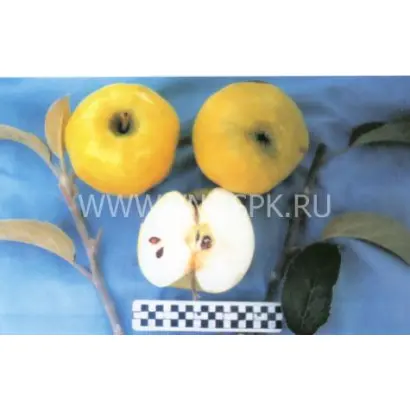 Кальвиль снежный (Белоснежное, Белоснежный кальвиль)