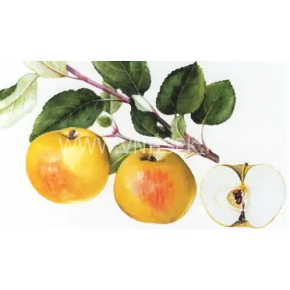 Карликовое