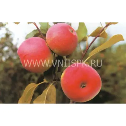 Карповское