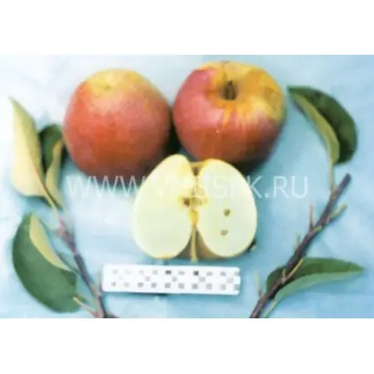 Киддс Оранж Ред