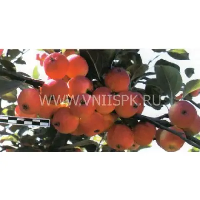 Комсомолец Бурятии (Комсомольское)