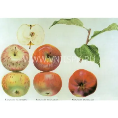 Коричное полосатое (Коричное, Коричневое)