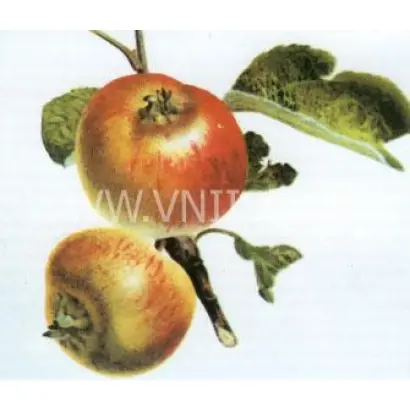 Коробовка (Медуничка, Скороспелка)