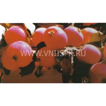 Краса Бурятии