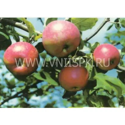 Краса Свердловска