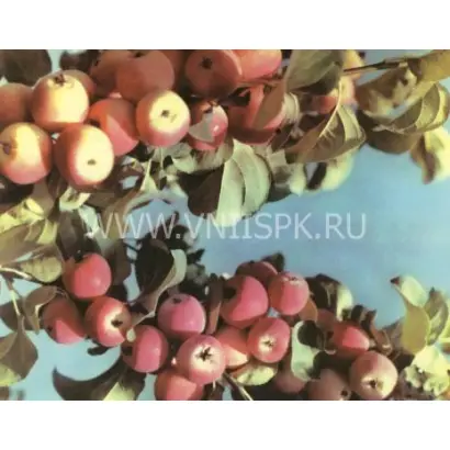 Красная гроздь