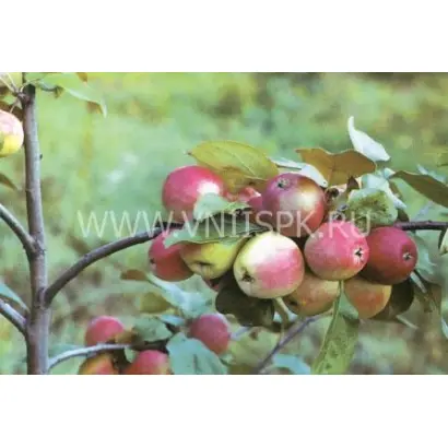 Красноярское сладкое