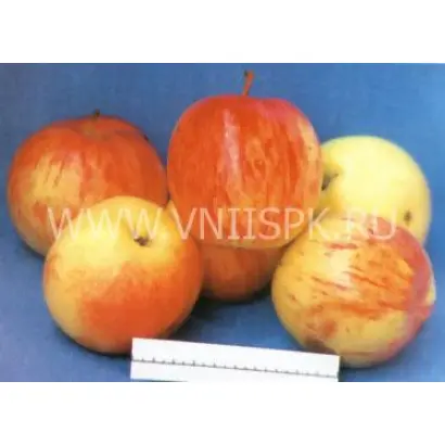 Крупное Ртищева