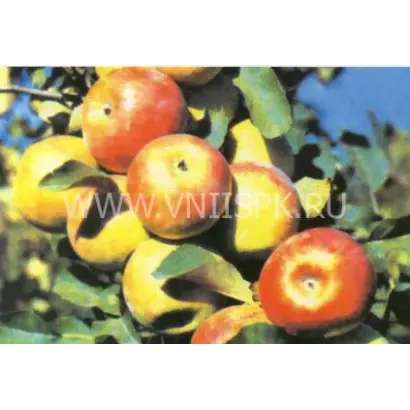 Кубань спур