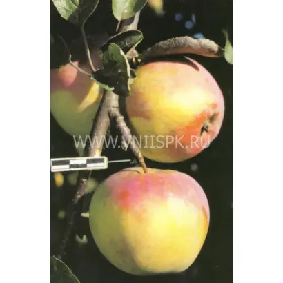 Куликовское