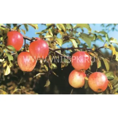 Курнаковское