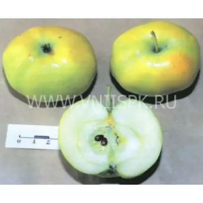 Кушнаренковское осеннее