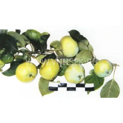 Лебединая песня (Любава)