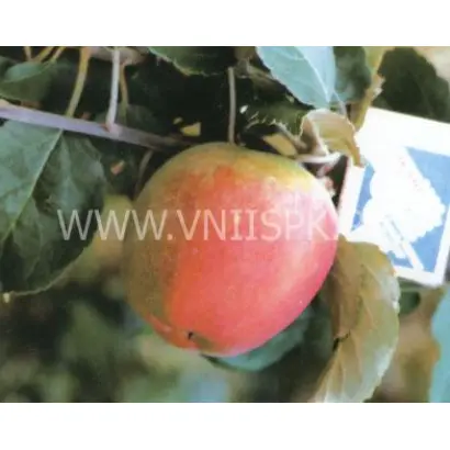 Летнее полосатое