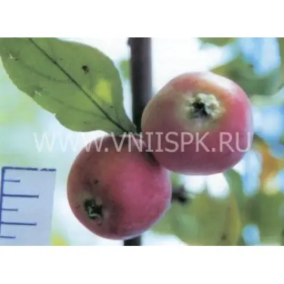 Любимица Шевченко (Василек)