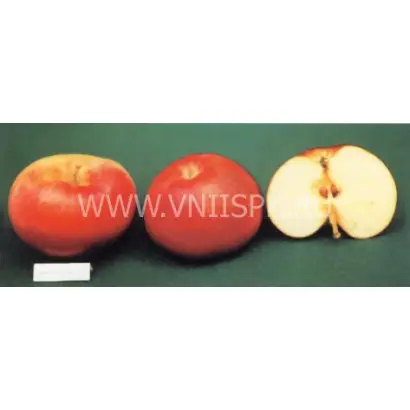 Малыченковское (Молодежное)