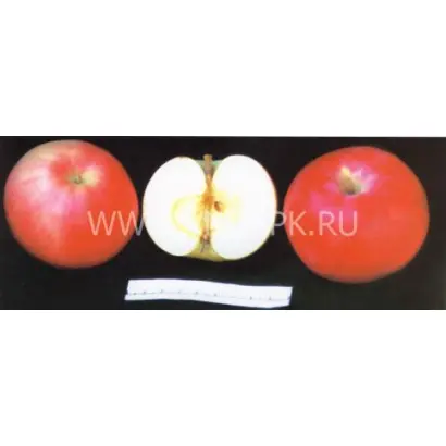 Мальт багаевский