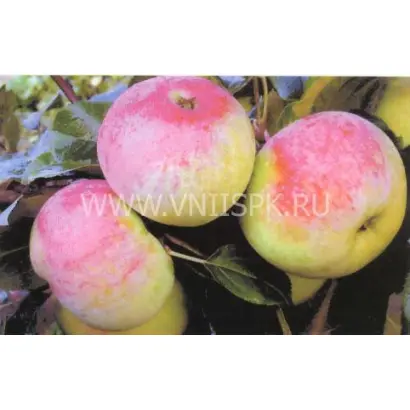 Марат Бусурин