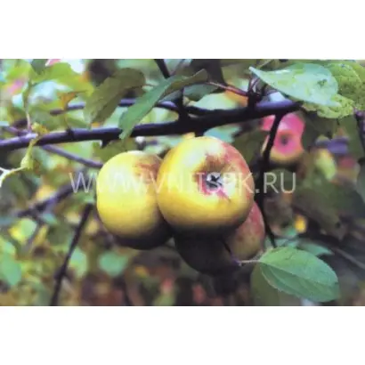 Мартовское