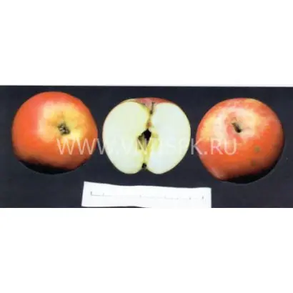 Мелба красная