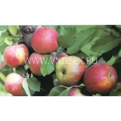 Мигинц (Миг-инц, Ледяное)