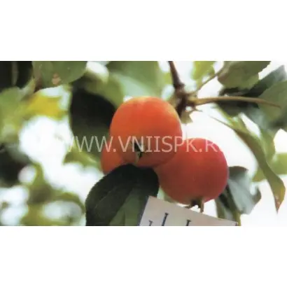 Минусинское десертное (Надежда)