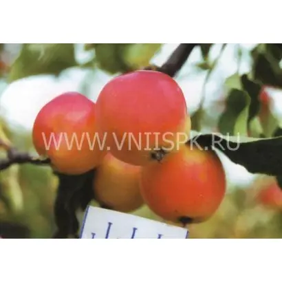 Минусинское красное (Минусинка)