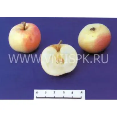 Налив амурский