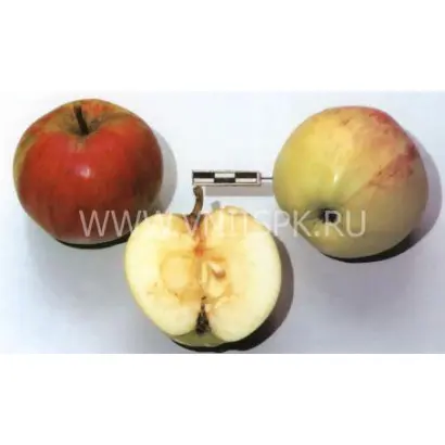 Низкорослое