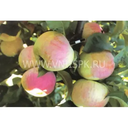 Орловский пионер