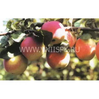 Орловское полосатое