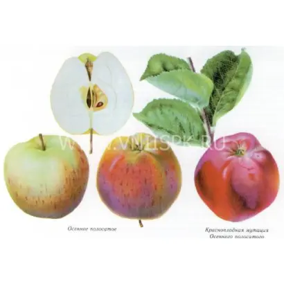 Осеннее полосатое (Штрейфлинг, Штрифель)