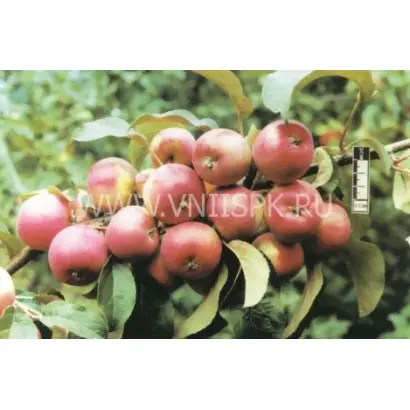 Осенняя радость (Алтая)